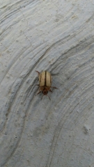 Leptinotarsa defecta