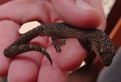 Christinus marmoratus
