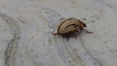 Leptinotarsa defecta