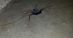 Paraphrynus carolynae