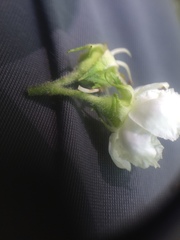 Crataegus flabellata