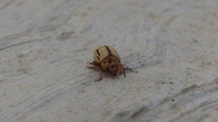 Leptinotarsa defecta