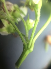 Crataegus flabellata