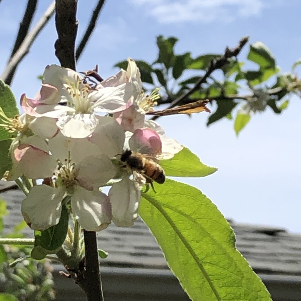 Western Honey Bee in May 2020 by Audrey Morris. On Granny Smith apple
