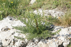 Ferulago galbanifera