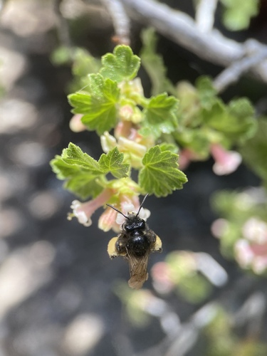 Porter's Miner Bee photo 5