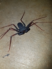 Paraphrynus carolynae