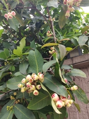 Syzygium aqueum