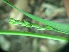 Carex leptonervia