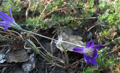 Brodiaea elegans