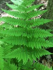 Dryopteris campyloptera