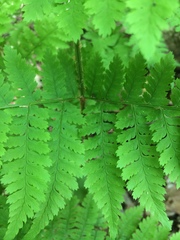 Dryopteris campyloptera