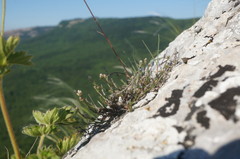 Asperula supina caespitans