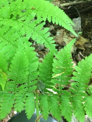 Dryopteris campyloptera