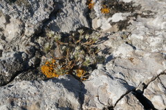 Minuartia glomerata