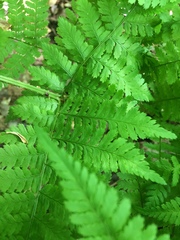 Dryopteris campyloptera