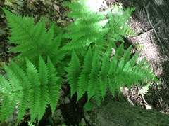 Dryopteris campyloptera