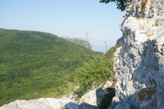 Ferulago galbanifera