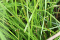 Carex densa