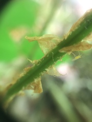 Dryopteris campyloptera