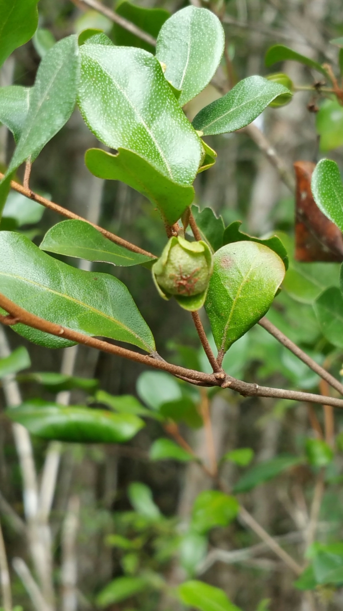 Croton nitidulus