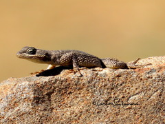 Sceloporus dugesii