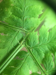 Dryopteris campyloptera