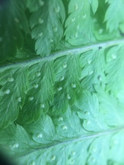 Dryopteris campyloptera