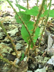 Dryopteris campyloptera