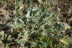 Astragalus rupifragus