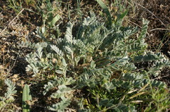 Astragalus rupifragus