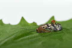 Mecoptera