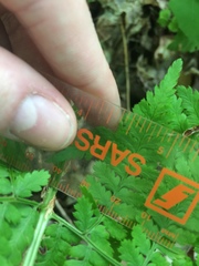 Dryopteris campyloptera