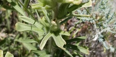 Castilleja xanthotricha