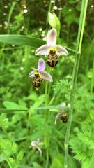 Ophrys × minuticauda