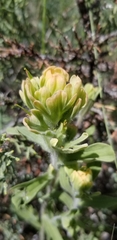 Castilleja xanthotricha