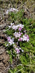 Phlox douglasii