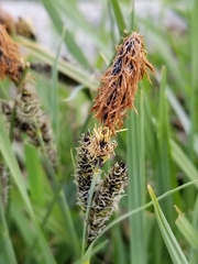 Carex nebrascensis