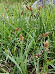 Carex nebrascensis