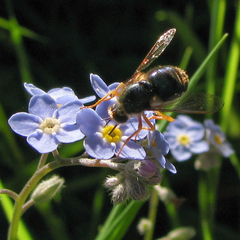 Eulonchus sapphirinus