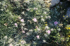 Convolvulus calvertii