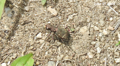 Cicindela gemmata