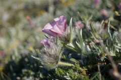 Convolvulus calvertii