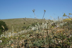 Trinia biebersteinii