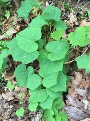 Menispermum canadense