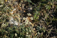 Trinia biebersteinii