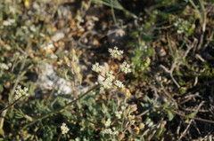 Trinia biebersteinii
