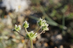 Trinia biebersteinii