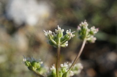 Trinia biebersteinii