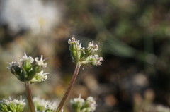 Trinia biebersteinii